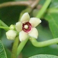Vincetoxicum bracteatum (Thunb.) Meve & Liede